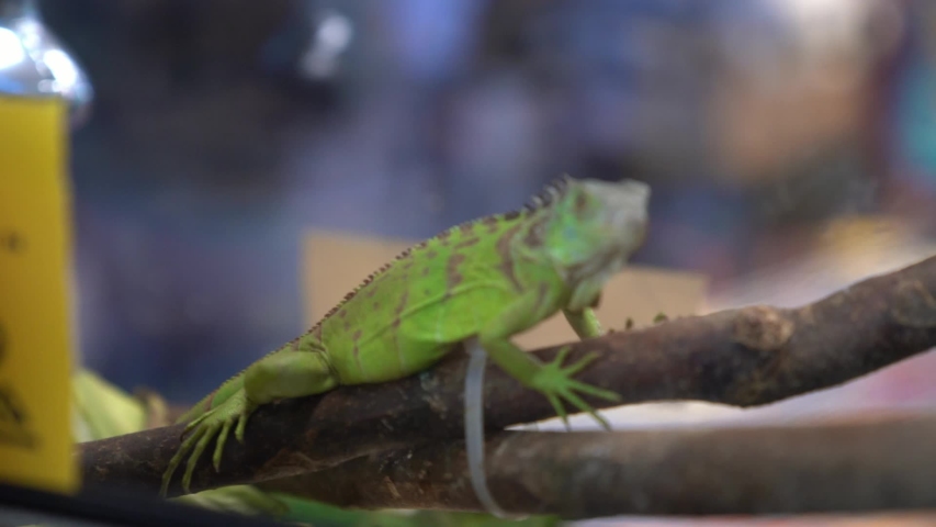 The Lizard Stays in the Cage